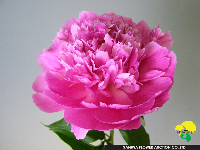 落葉樹 Pink n pretty Pink N' Pretty® Potentilla, Potentilla fruticosa 'Pink with White